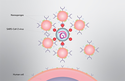 nanosponges-intercept-corona